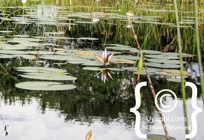 Botswana Scenery Pictures