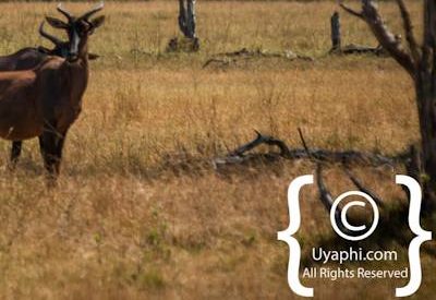 Botswana Scenery Pictures