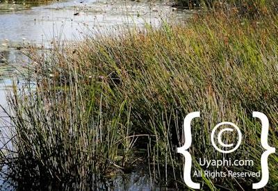 Photographs Of Botswana Scenery