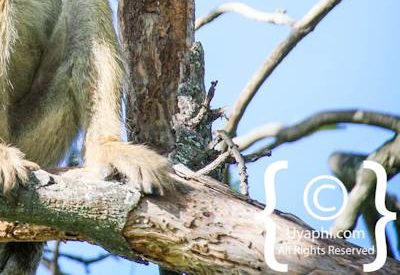 Botswana Wildlife Pictures