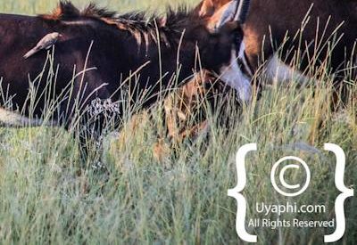 Botswana Wildlife Pictures