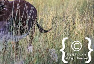 Botswana Wildlife Pictures