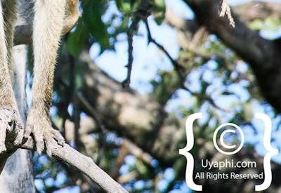 Botswana Wildlife Pictures