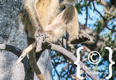 Botswana Wildlife Pictures