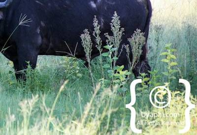 Botswana Wildlife Pictures