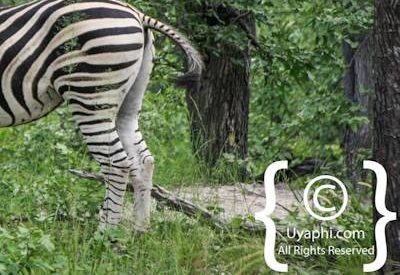 Botswana Wildlife Pictures