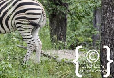 Botswana Wildlife Pictures