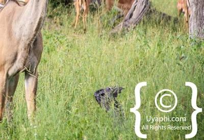 Botswana Wildlife Pictures