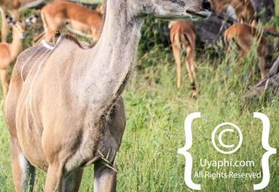 Botswana Wildlife Pictures