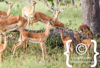 Botswana Wildlife Pictures