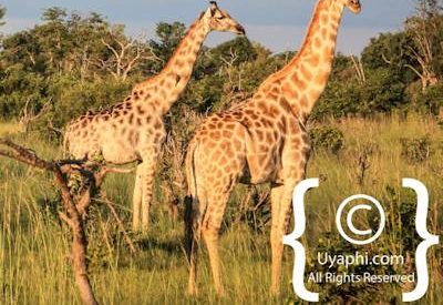 Botswana Wildlife Pictures