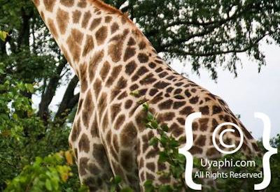 Wildlife Photographs In Botswana