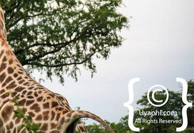 Wildlife Photographs In Botswana