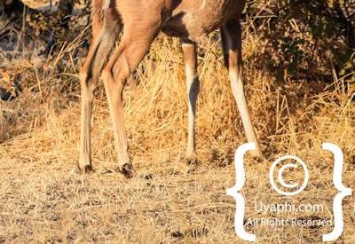 Wildlife Photographs In Botswana