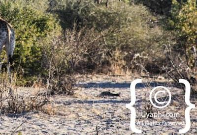 Wildlife Photographs In Botswana