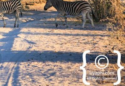Wildlife Photographs In Botswana