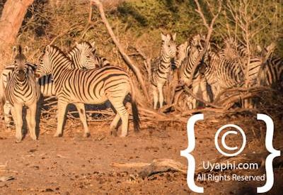 Wildlife Photographs In Botswana