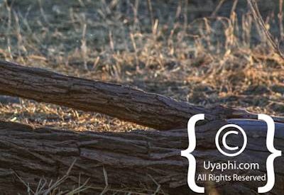 Wildlife Photographs In Botswana