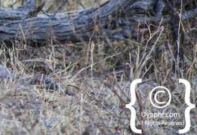 Wildlife Photographs In Botswana