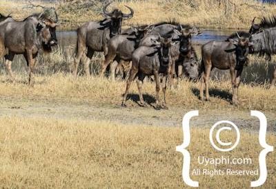 Wildlife Photographs In Botswana
