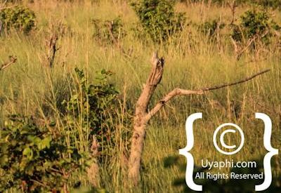 Botswana Wildlife Pictures