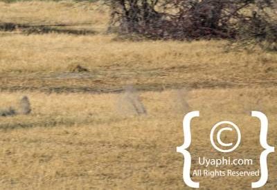 Wildlife Photographs In Botswana