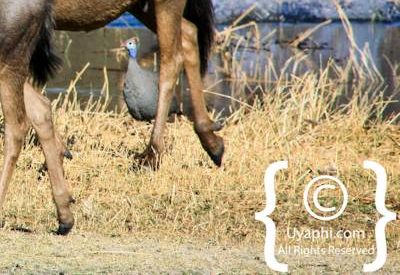 Wildlife Photographs In Botswana