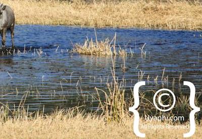 Wildlife Photographs In Botswana