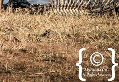 Wildlife Photographs In Botswana