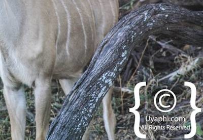 Wildlife Photographs In Botswana