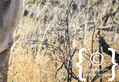 Wildlife Photographs In Botswana