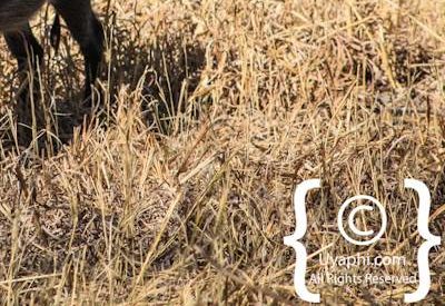 Wildlife Photographs In Botswana