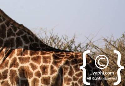 Wildlife Photographs In Botswana