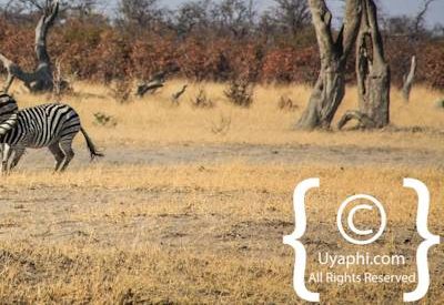 Wildlife Photographs In Botswana