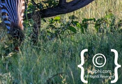 Botswana Wildlife Pictures