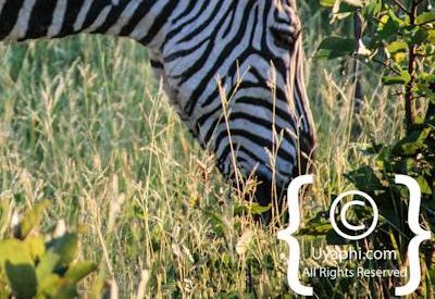 Botswana Wildlife Pictures