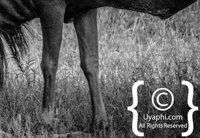 Botswana Wildlife Pictures