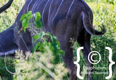 Botswana Wildlife Pictures