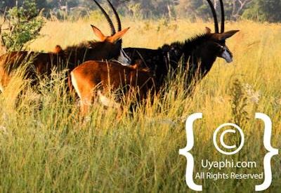 Botswana Wildlife Pictures