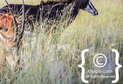 Botswana Wildlife Pictures