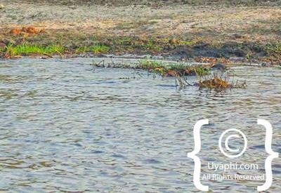 Chobe River Pictures