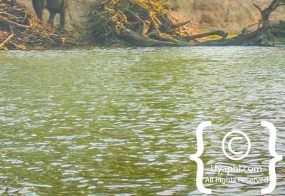 Chobe River Pictures