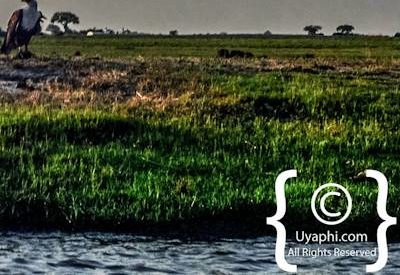 Chobe River Pictures