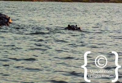 Photographs Of The Chobe River