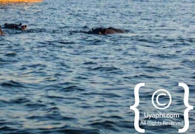 Photographs Of The Chobe River