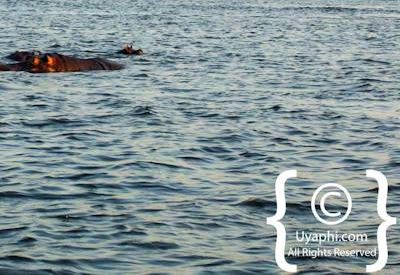 Photographs Of The Chobe River