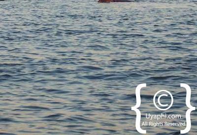 Photographs Of The Chobe River