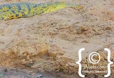 Chobe River Pictures