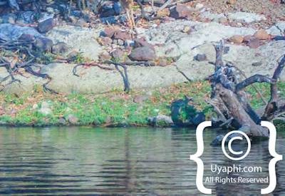 Chobe River Pictures