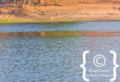 Chobe River Pictures